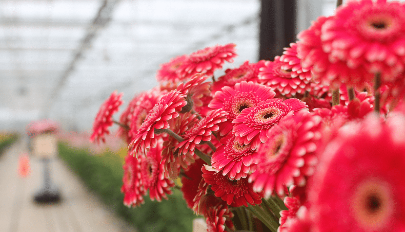 gerbera