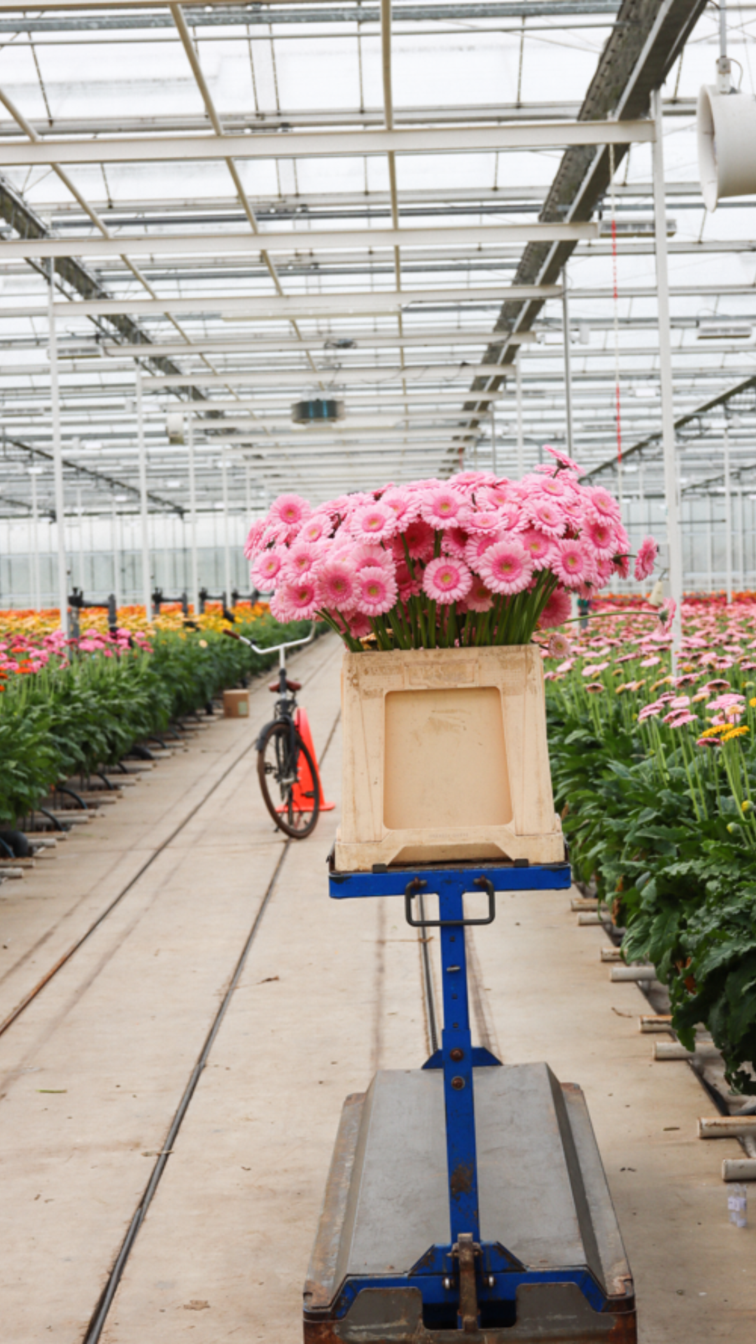 Gerbera