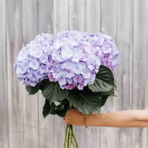 Hortensia groothandel