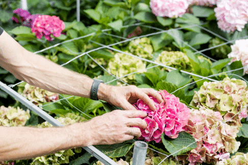 Hortensia groothandel