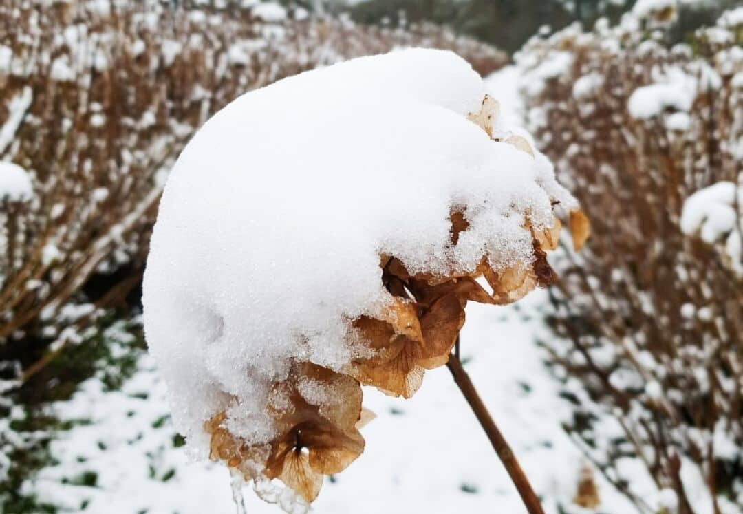 Hortensia Winter