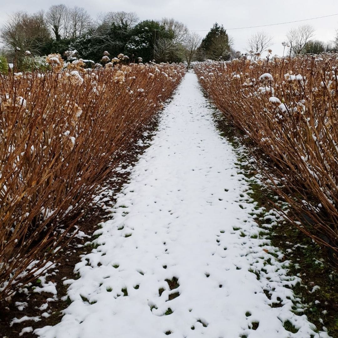 Hortensia winter