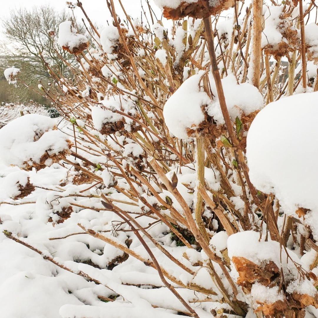 Hortensia winter