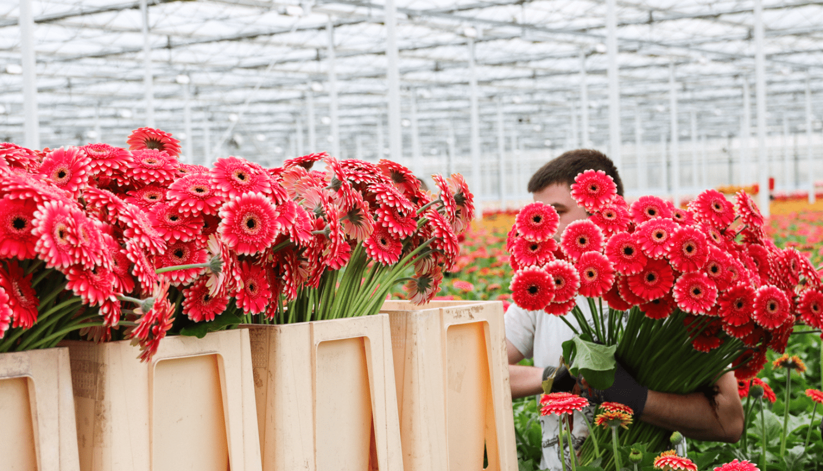 gerbera