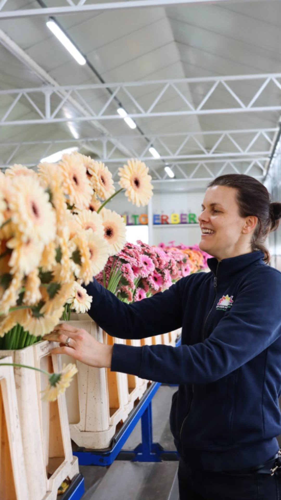 Gerbera