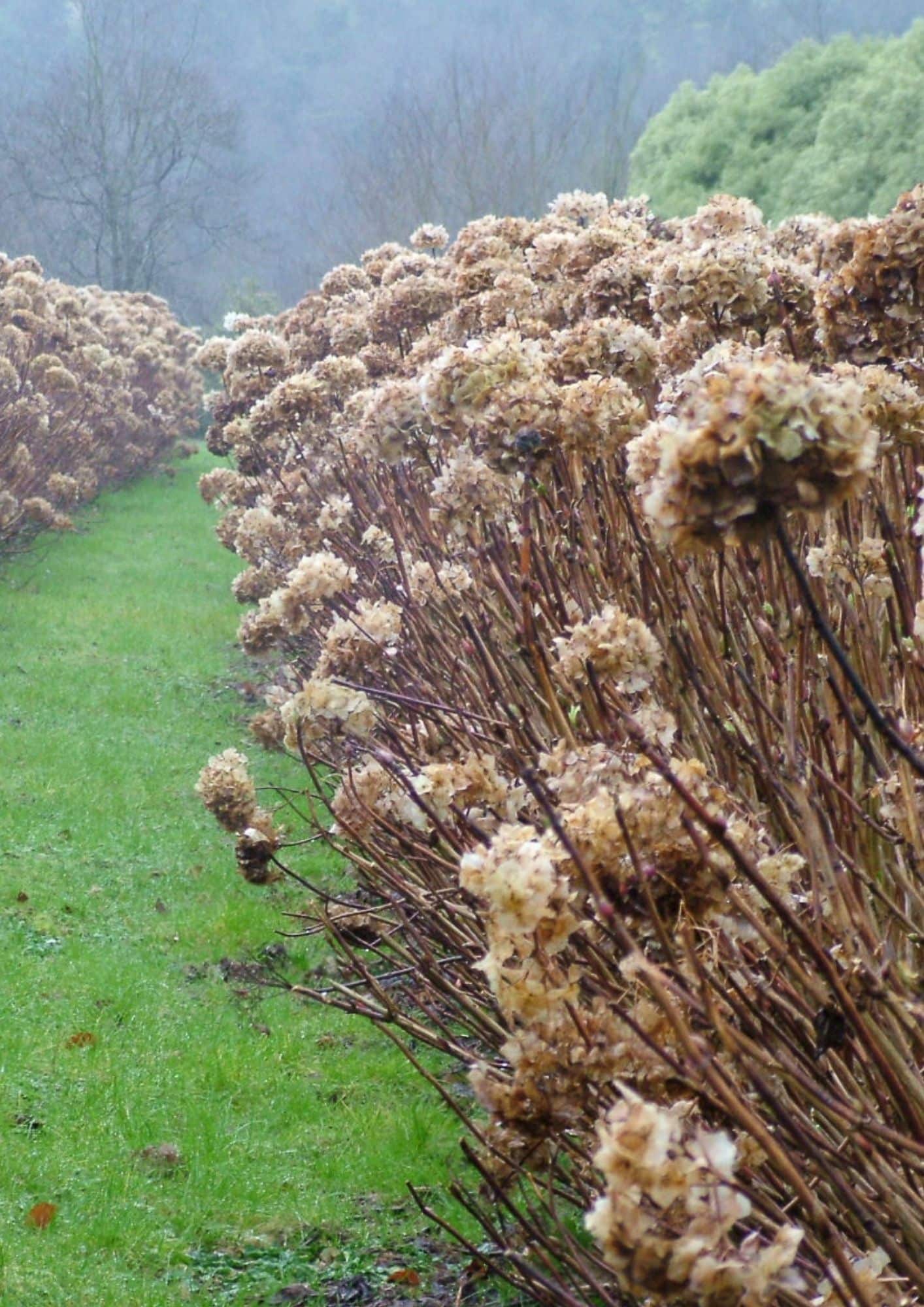 Jardin Hortance