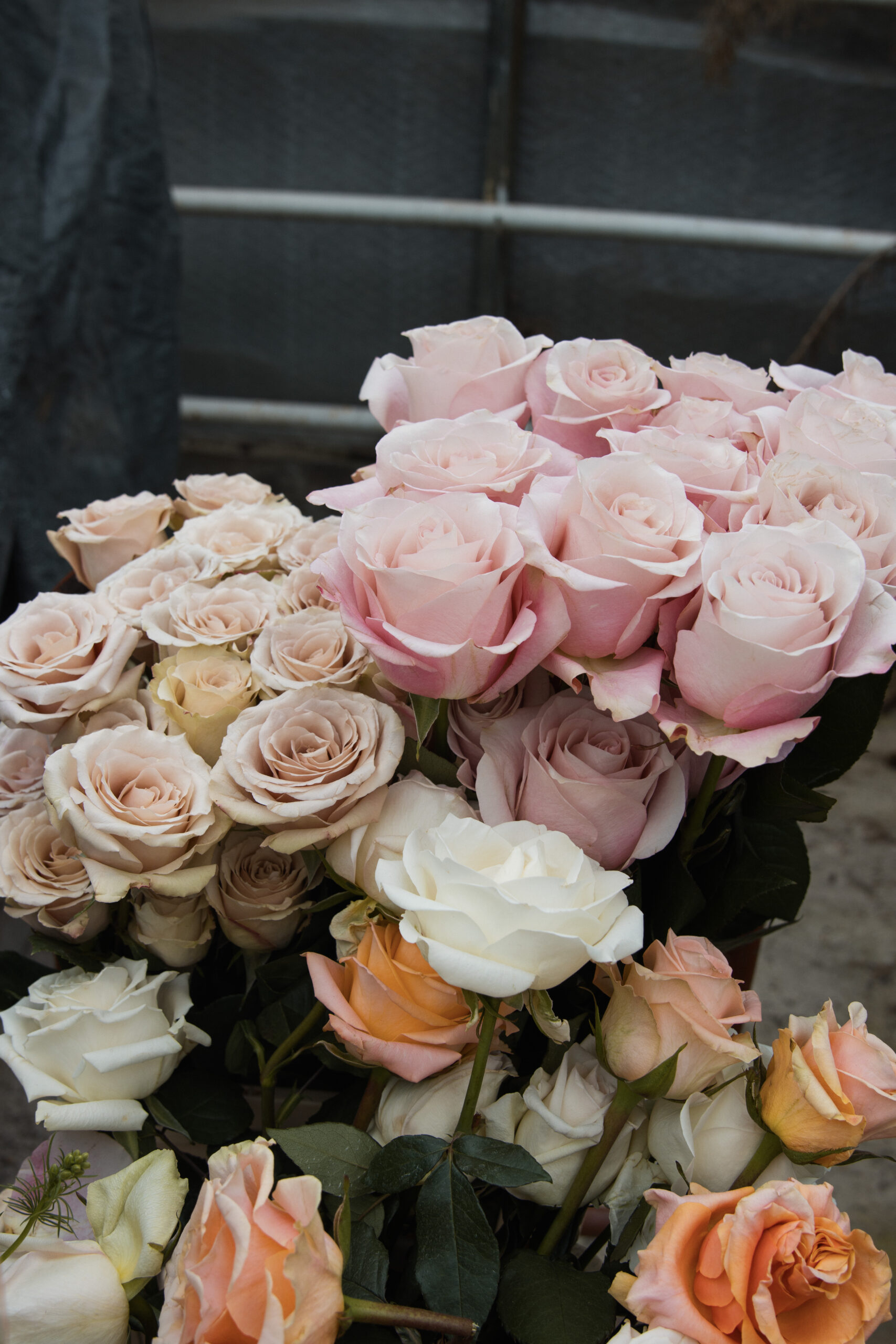 Wedding season 2024: top 5 roses