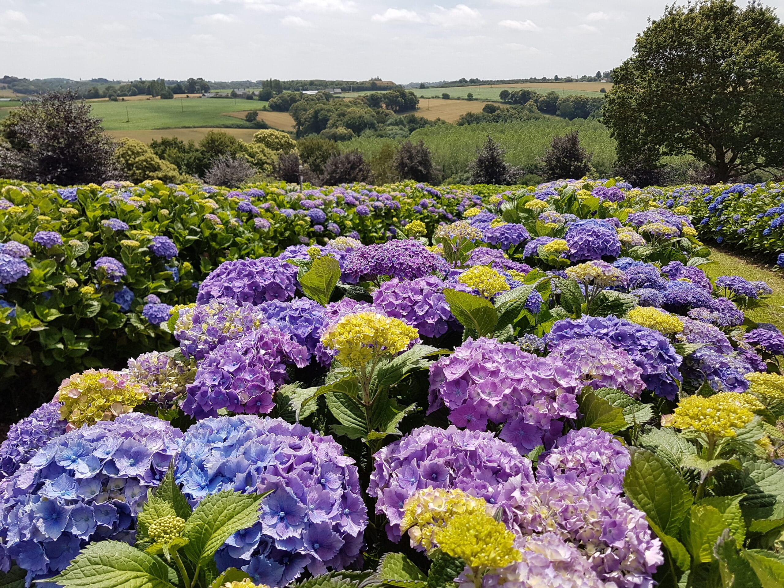 Doorgekleurde hortensia’s