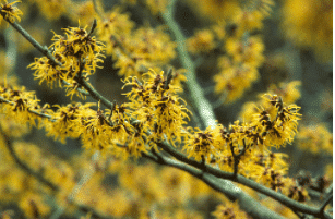 hamamelis