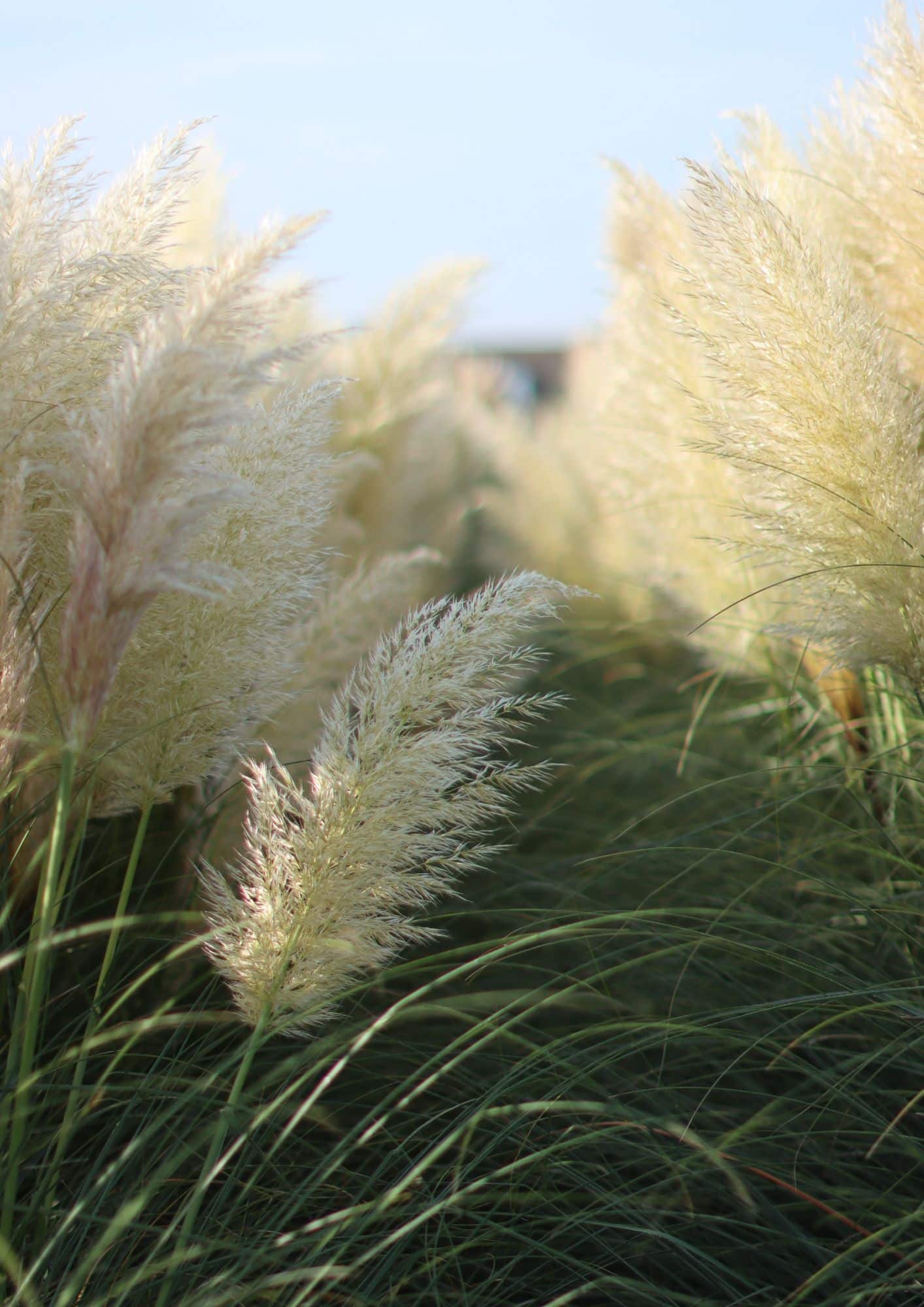 cortaderia kweker