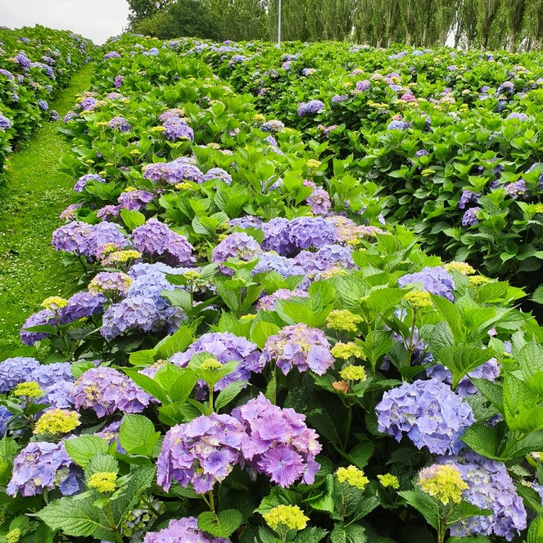 Hortensia Zomer