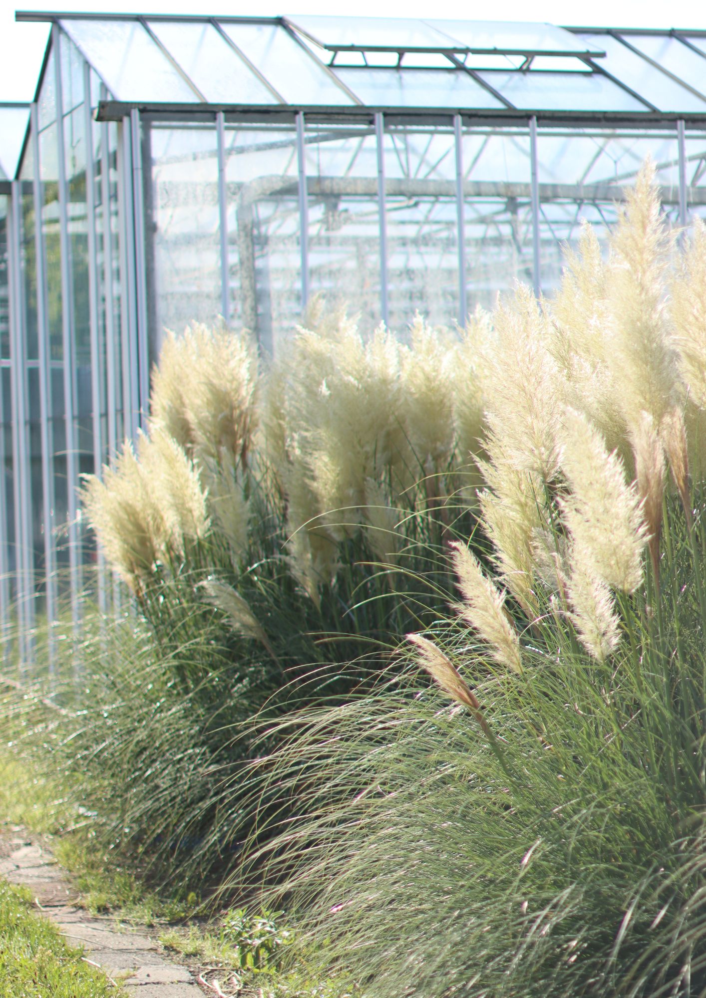 cortaderia kweker