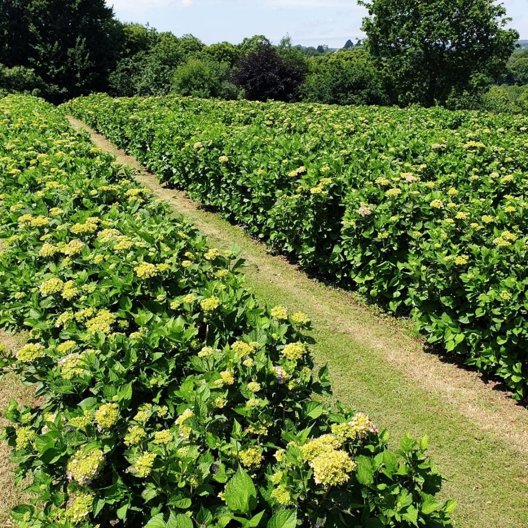 Hortensia Zomer