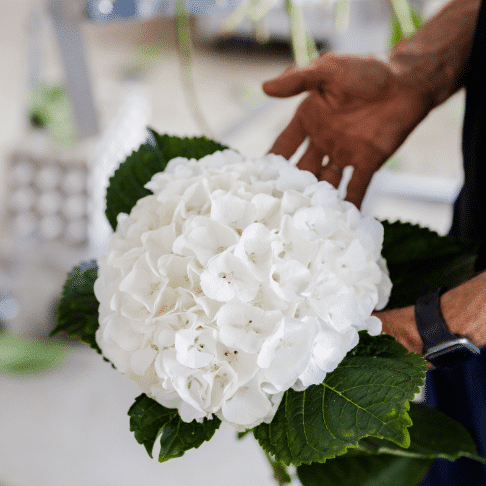 Hortensia groothandel