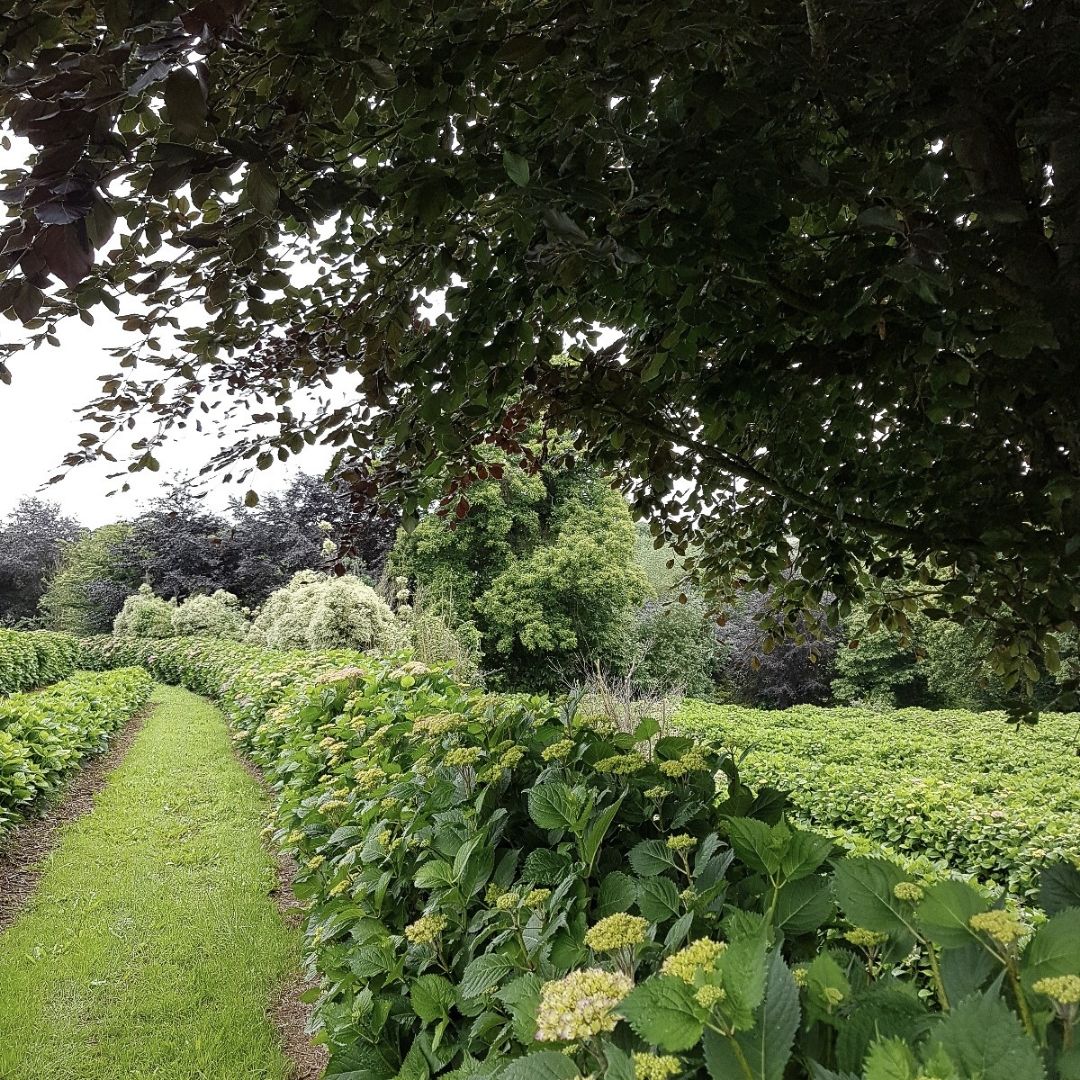 Hortensia Zomer