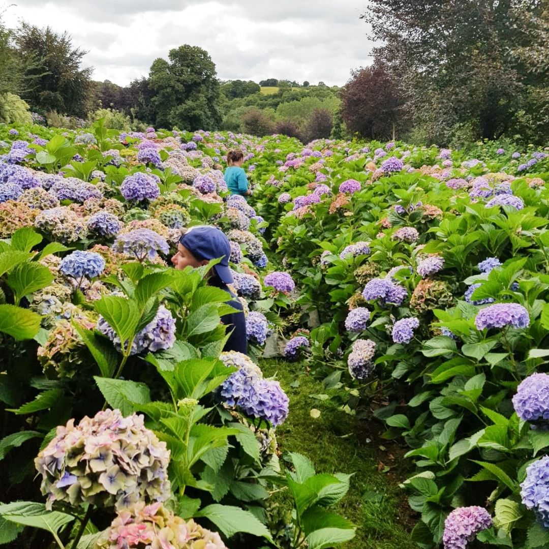 Hortensia Herfst