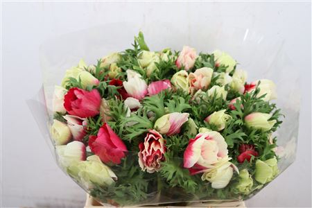 AANMI26_H_1