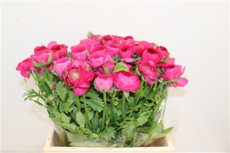 AREF18_H_1