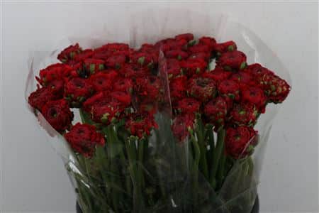 ARPE1702_H_1