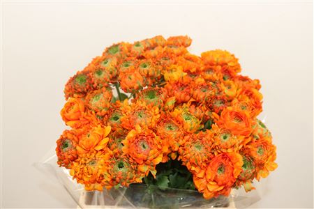 ARPE1707_H_1