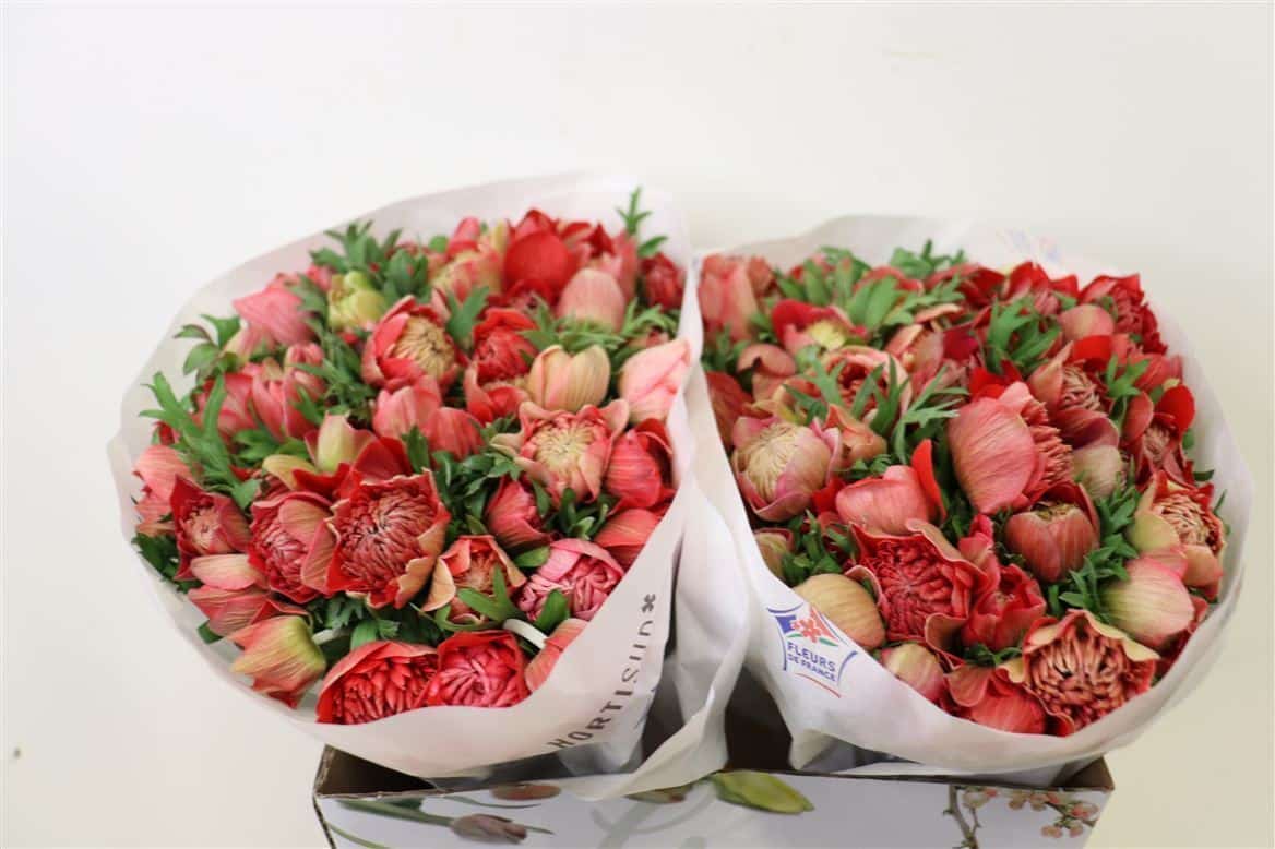 Anem-Full-Star-Fraise