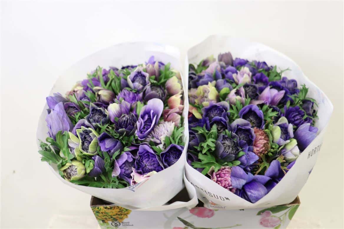 Anem-Full-Star-Lavender