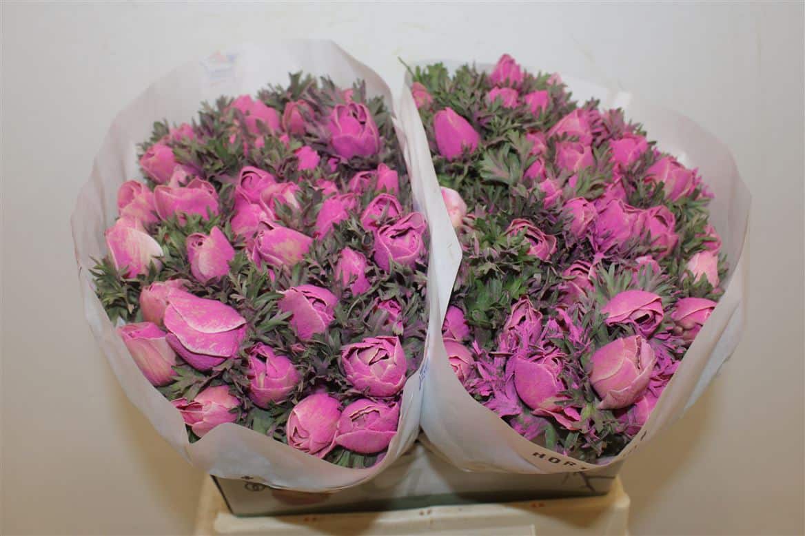 Anem-Marianne-Powder-Fuchsia
