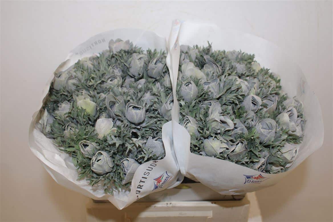 Anem-Marianne-Powder-Grey