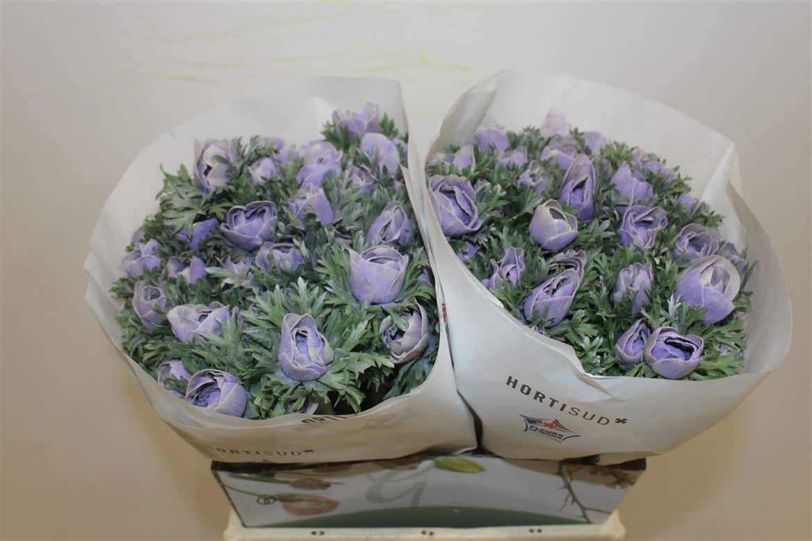Anem-Marianne-Powder-Lavender
