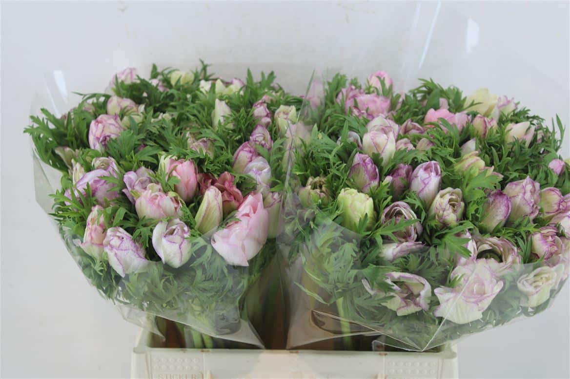 Anem-Mistral-Edged-Super-Pink