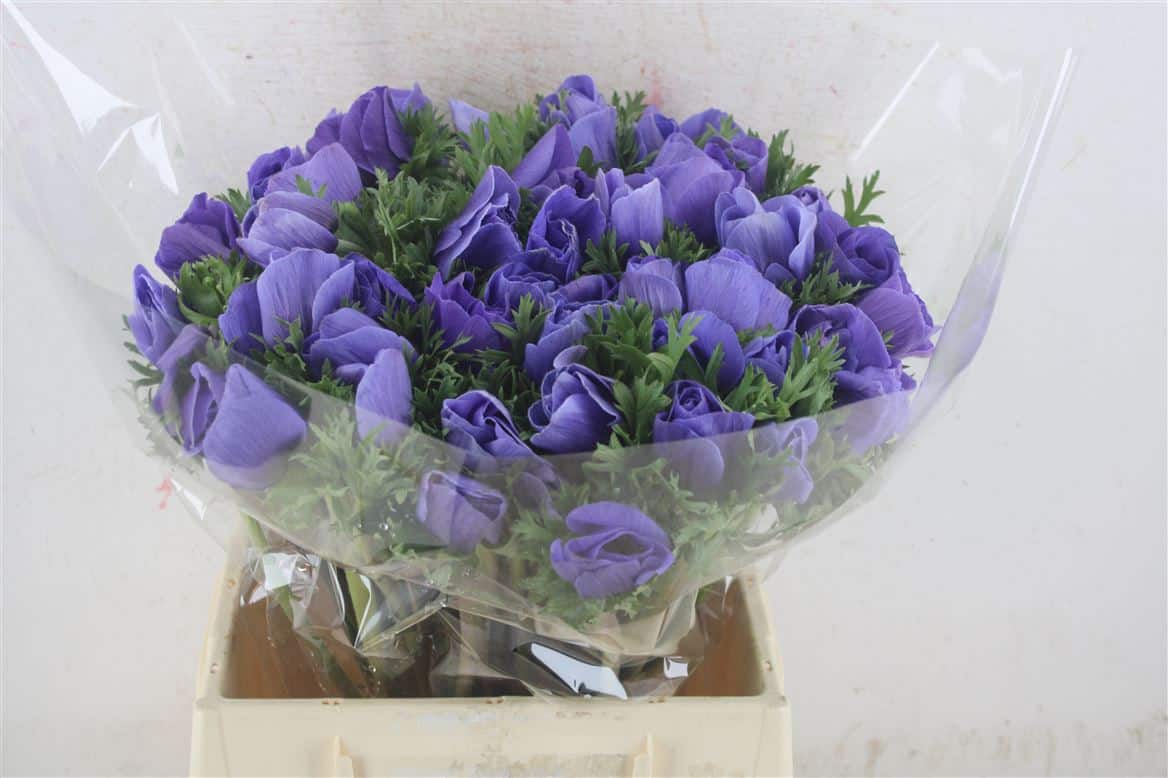 Anem-Mistral-Super-Blue