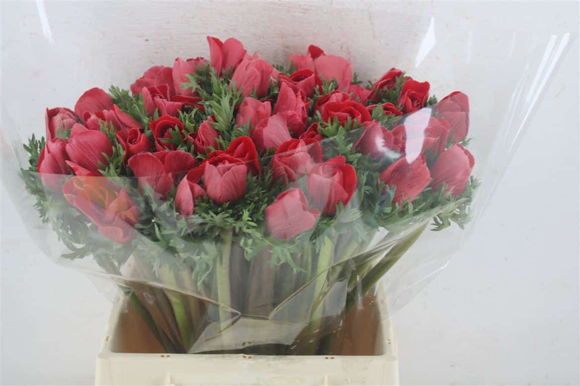 Anem-Mistral-Super-Red