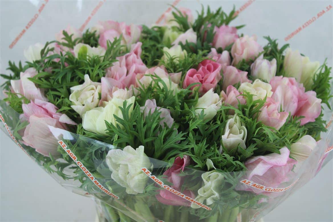 Anem-Mistral-Super-Rosa-Chiaro