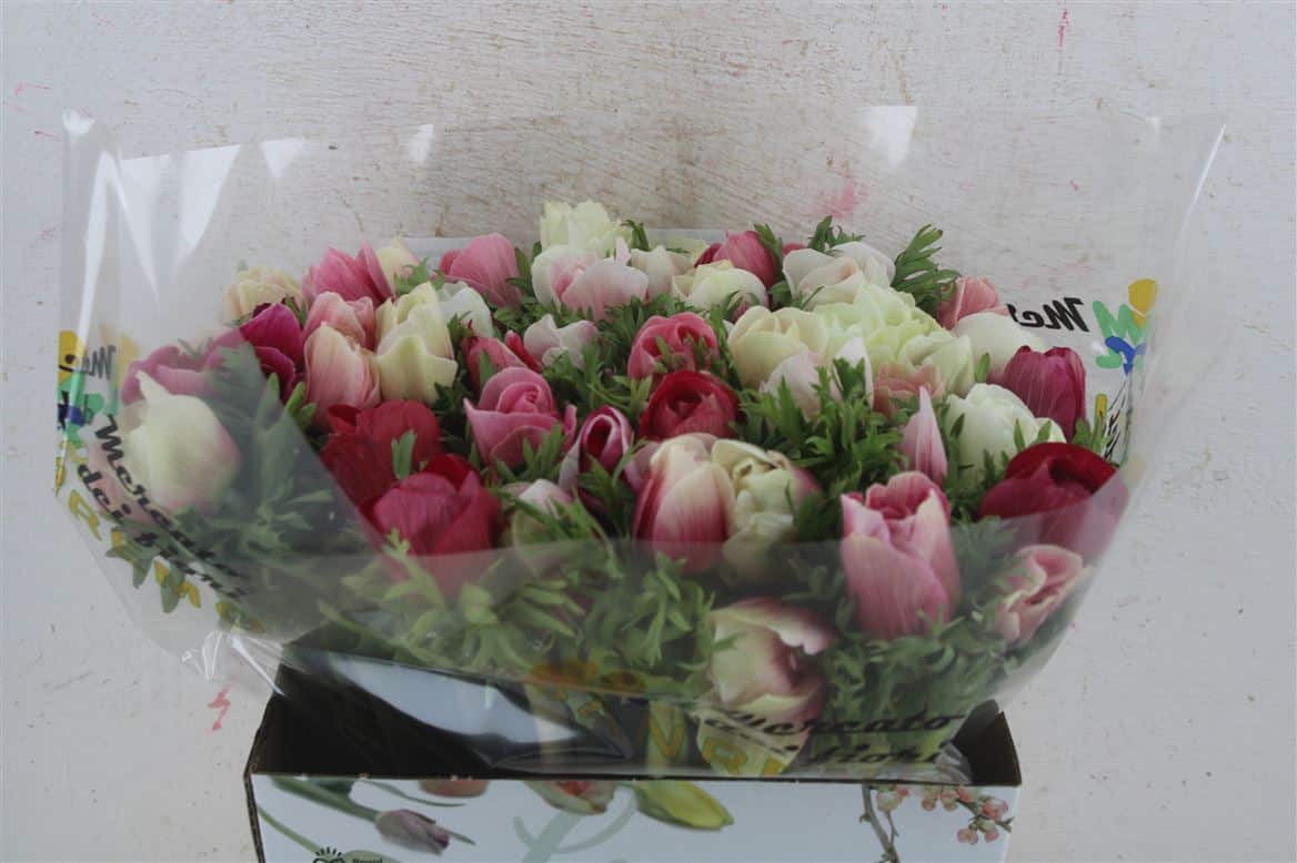 Anem-Mistral-Super-White-Pink