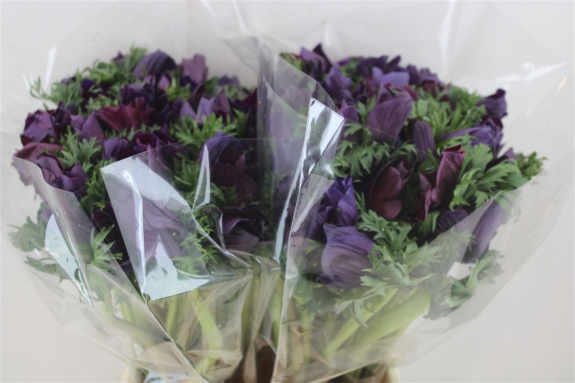 Anem-Mistral-Violet