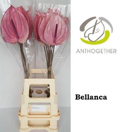 Anth-A-Bellanca
