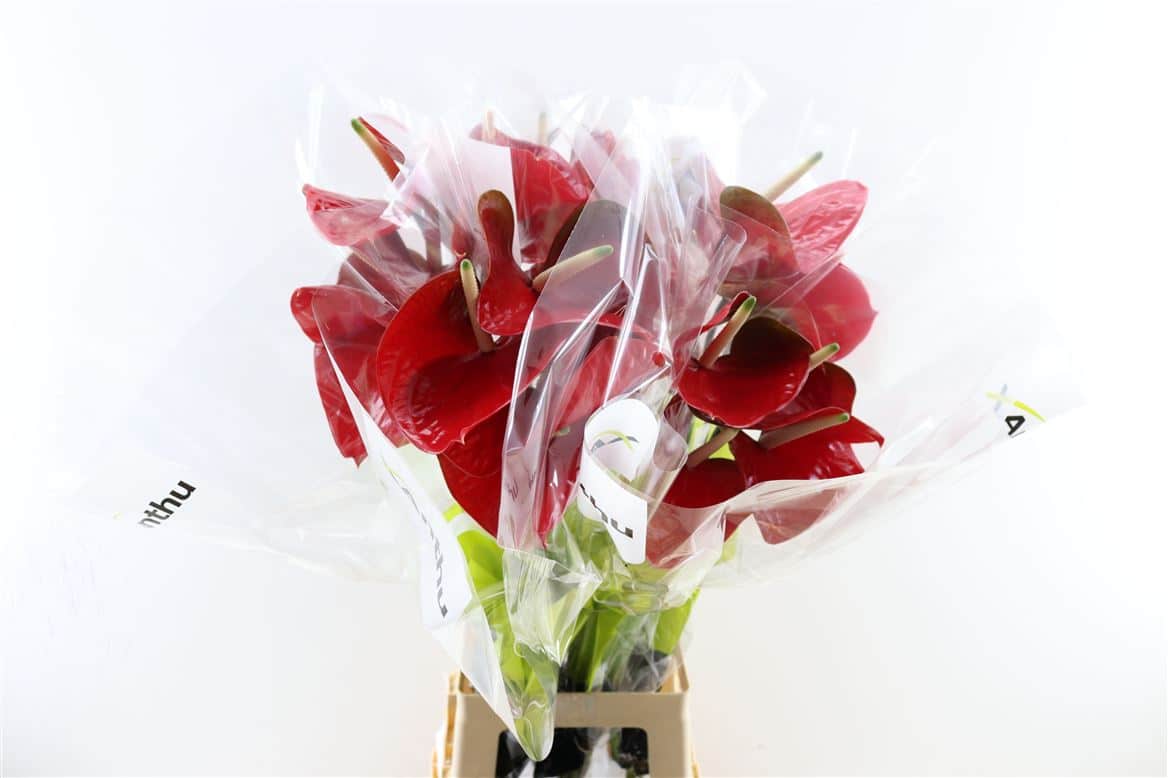 Anth-A-Red-Amor