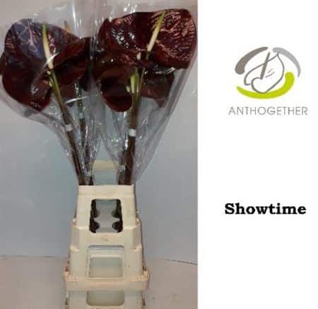 Anth-A-Showtime