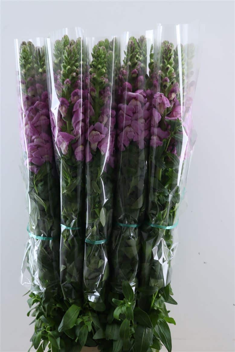 Antir-Overig-Lavender