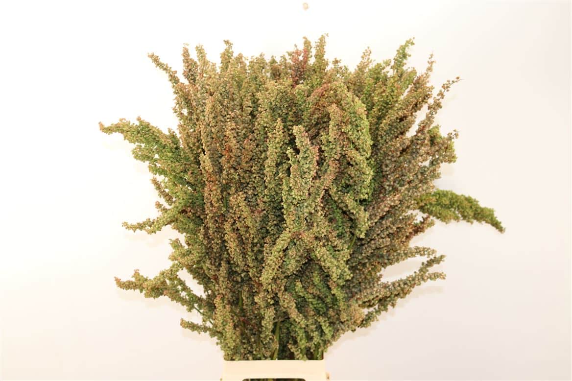 Atriplex-Naturel-100cm-Per-Bos