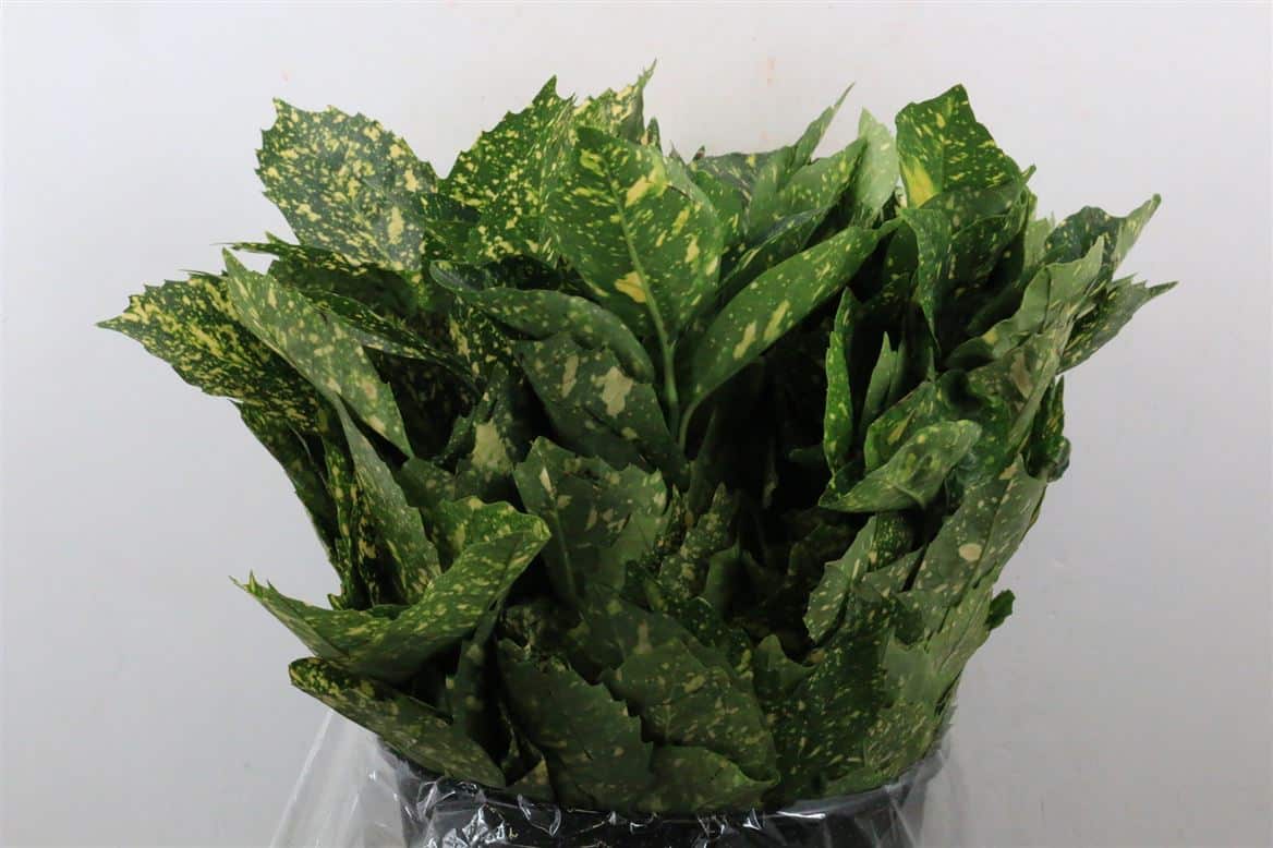 Aucuba-400gr-P-Bunch