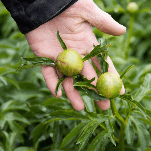 Handgemaakte nobilisbomen 