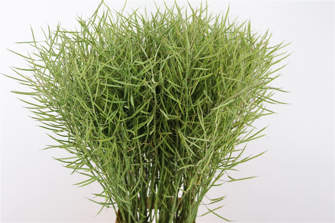 Brassica-Napus-110cm-Per-Tak