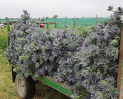 Thistles