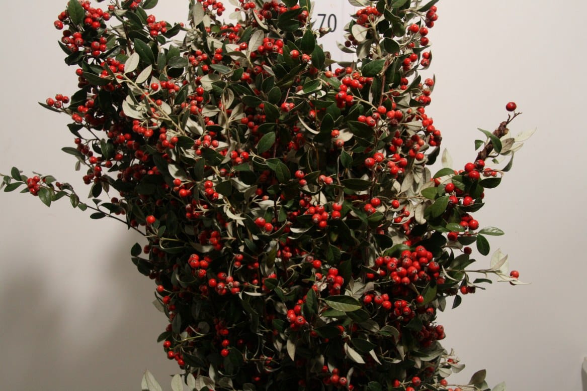 Cotoniaster-Berry-Extra-P-Bunch