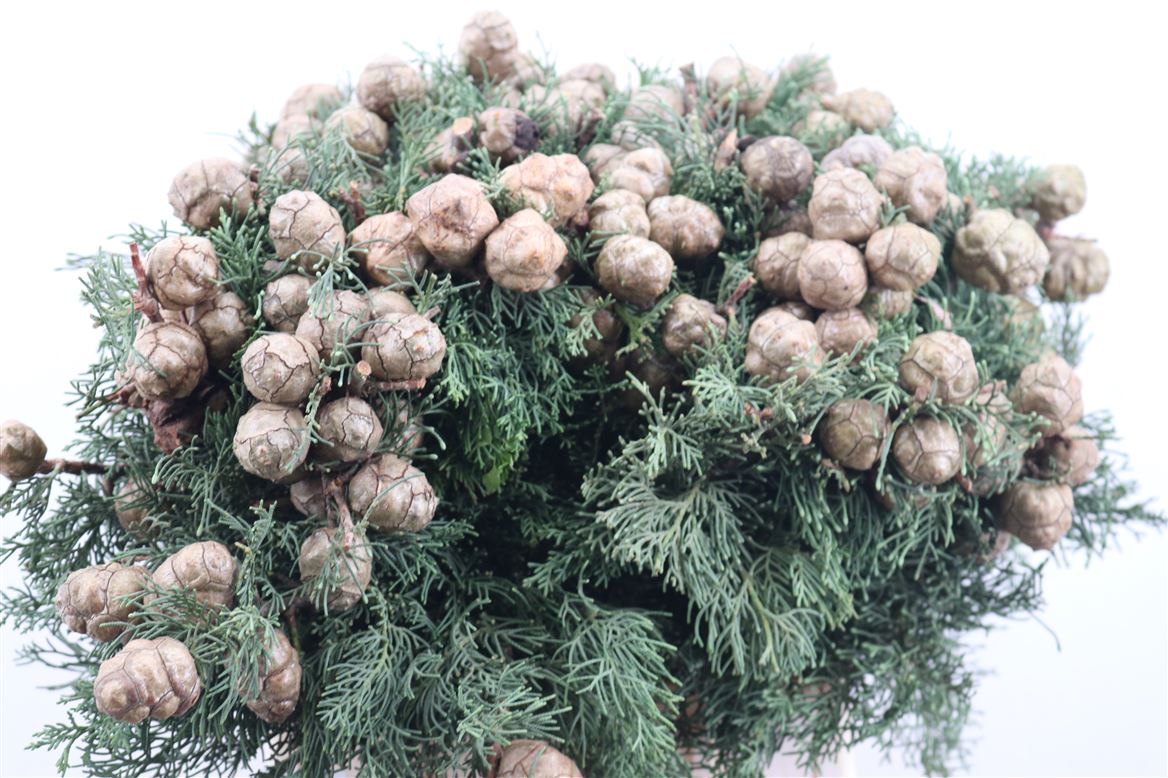 Cypresse-Nuts-Green-P-Bunch