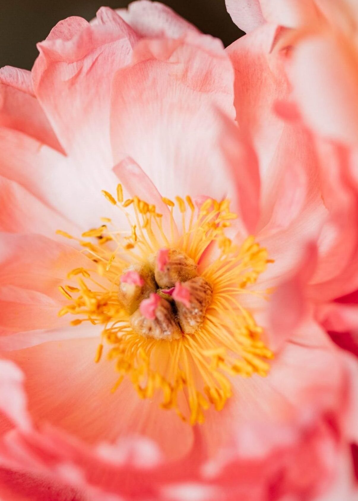 Peony Coral Sunset