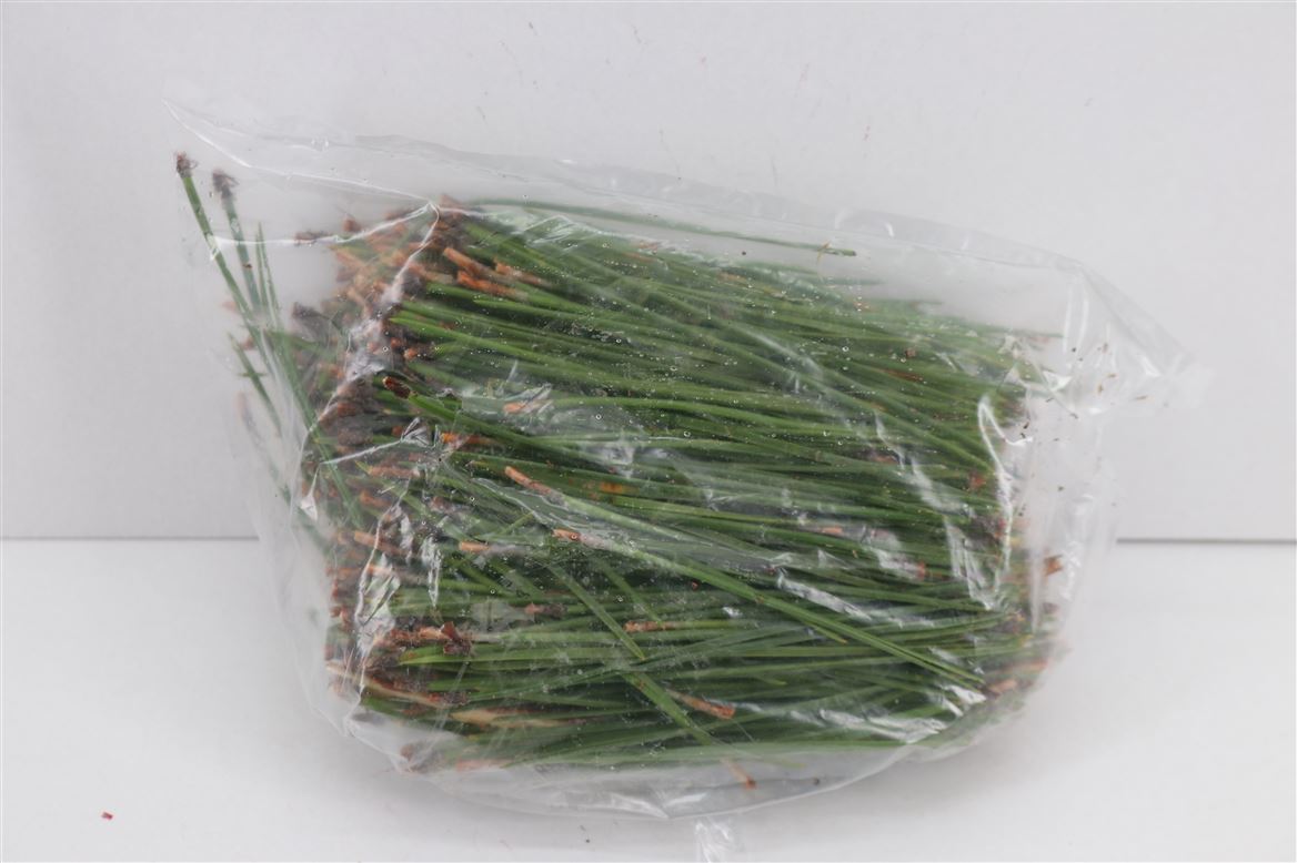 Dennen-Needles-Green-P-Bag