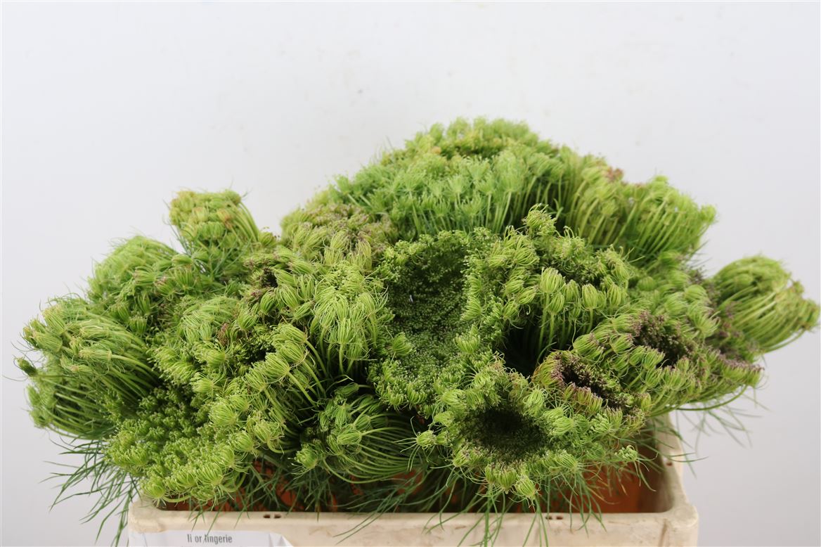 Dille-Zaaddoos-Naturel-50cm-Per-Tak