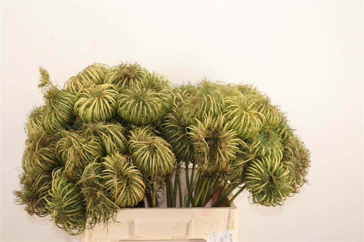 Dille-Zaaddoos-Naturel-60cm-Per-Tak